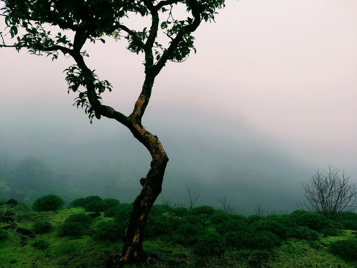 Tree on hill