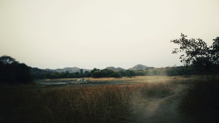 Jungle Treck