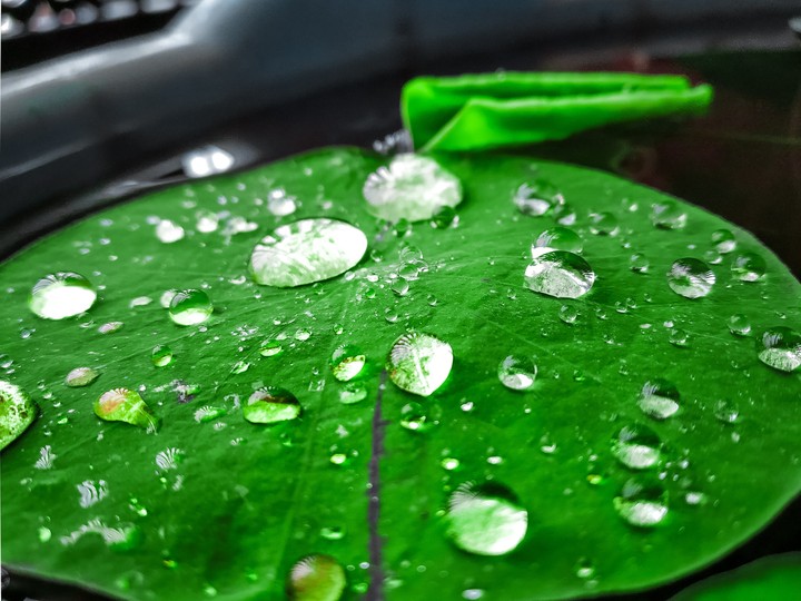 a green leaf