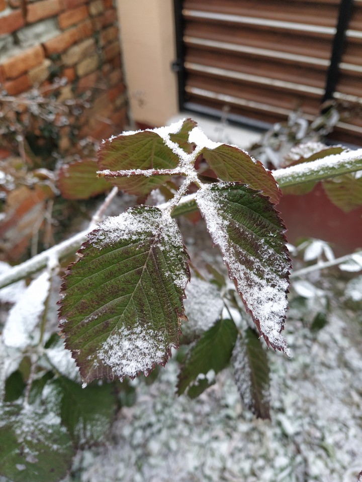 Snowy leaf
