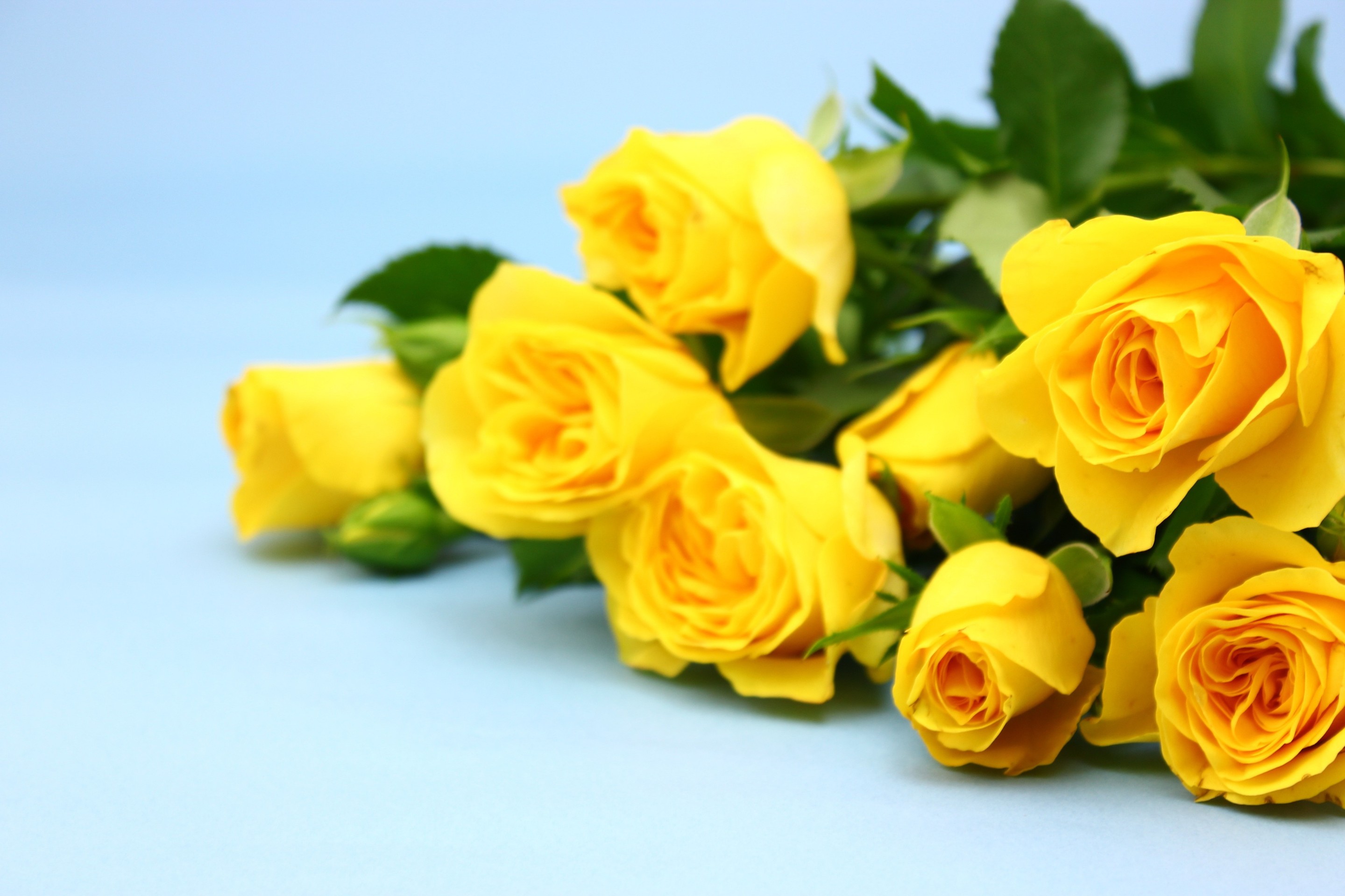 papéis de parede petal, rose