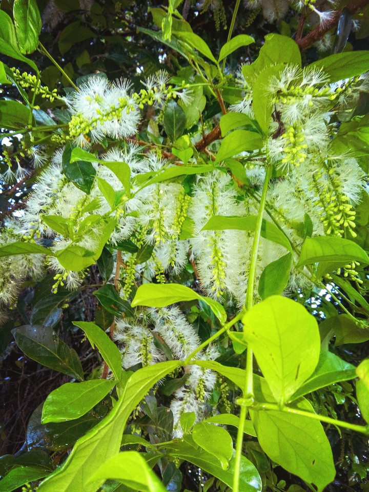 flor
