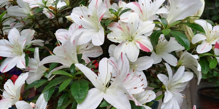 FLOWER