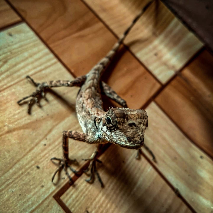 lizard