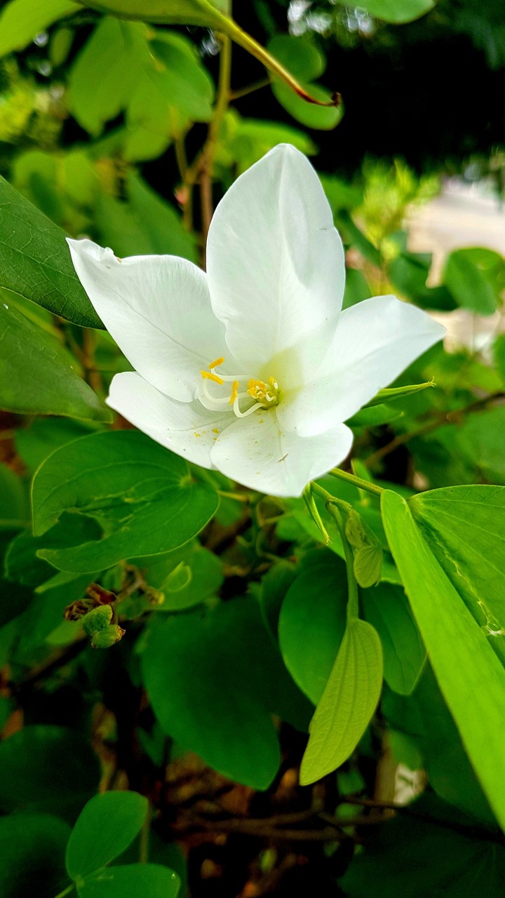 White Flower