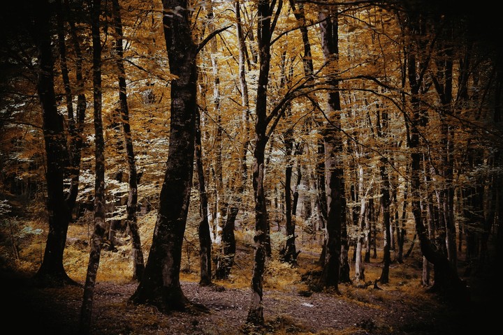 wellcome autumn