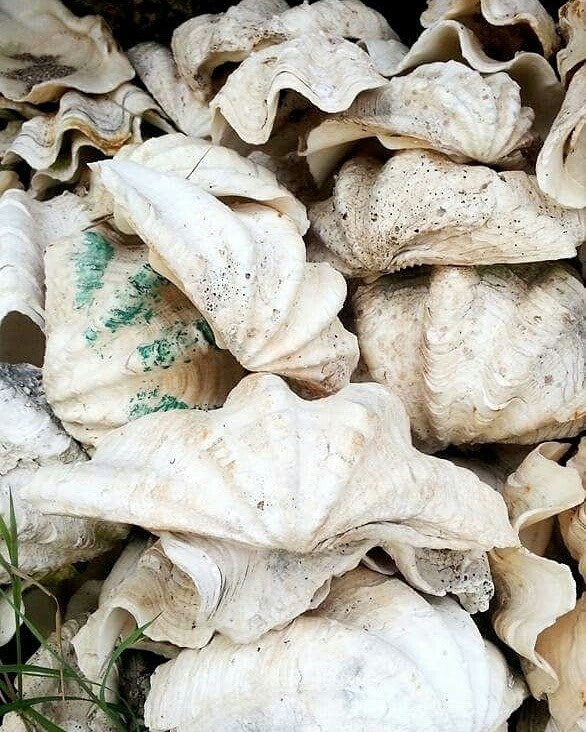 Shells