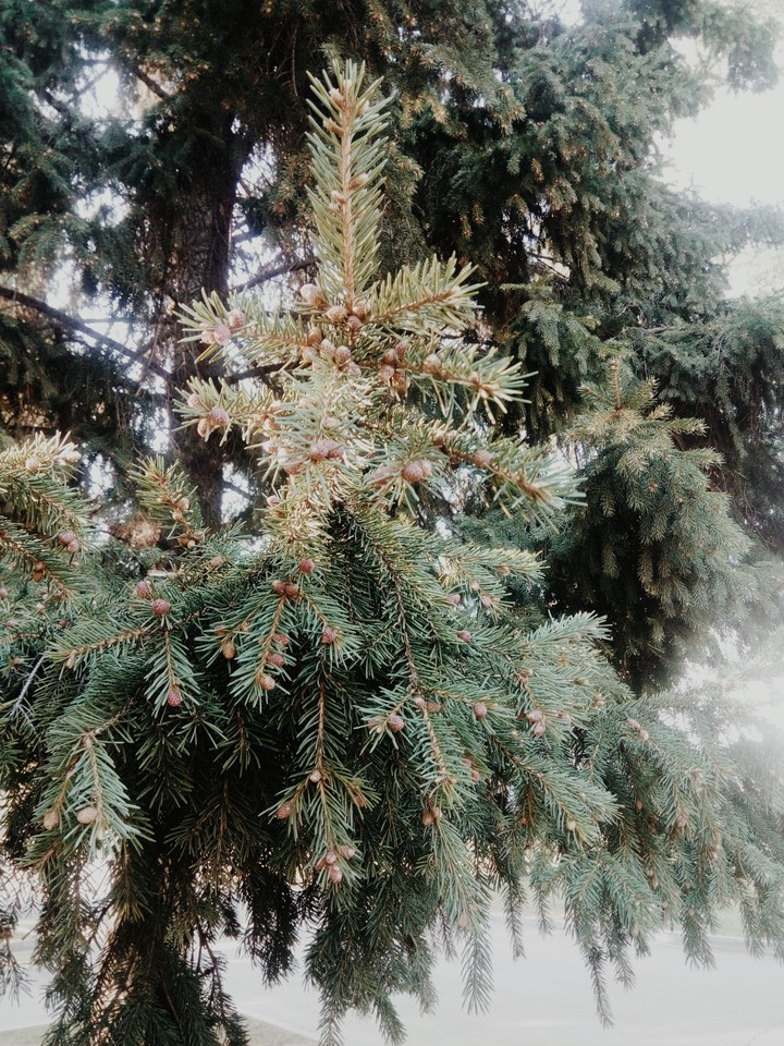 tree nature