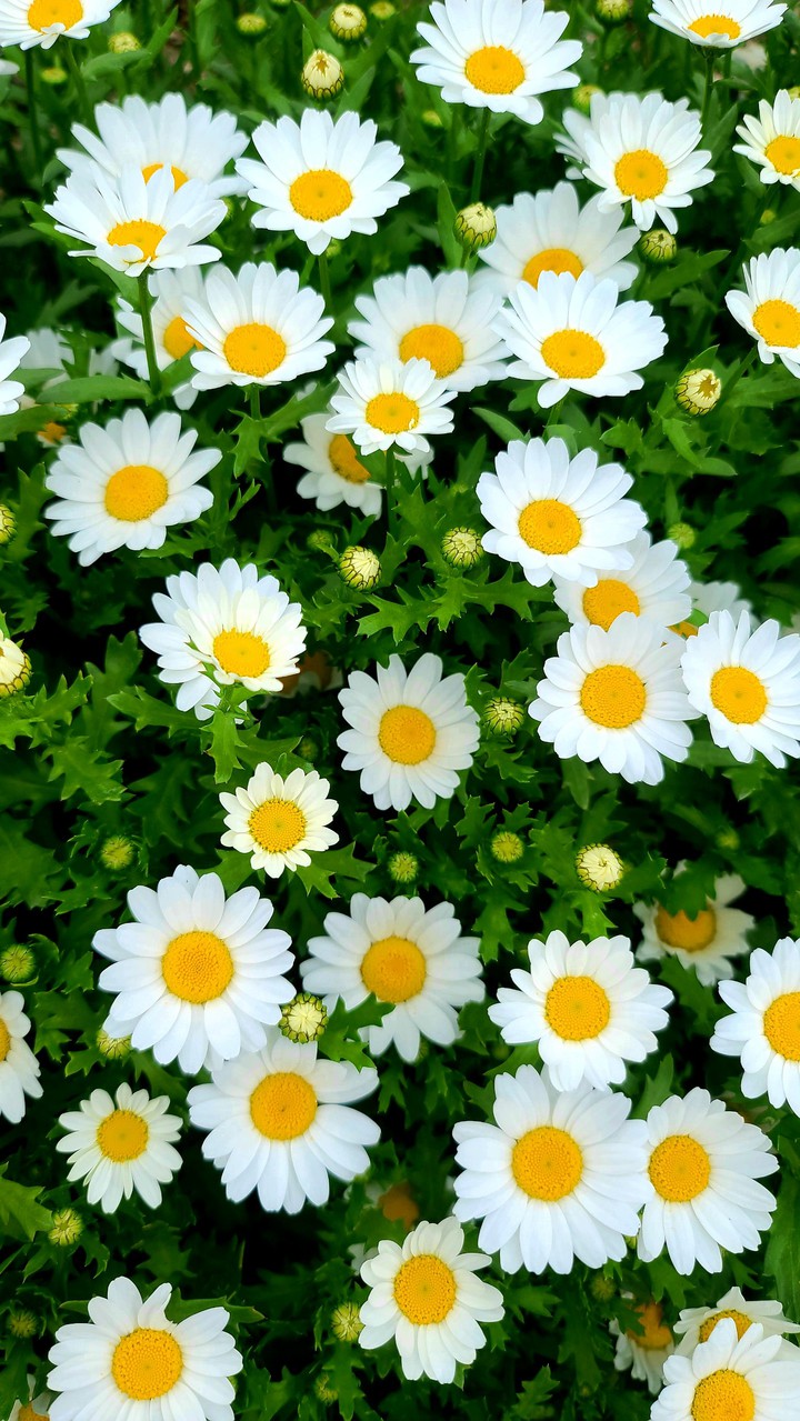 꽃 _전주수목원에서