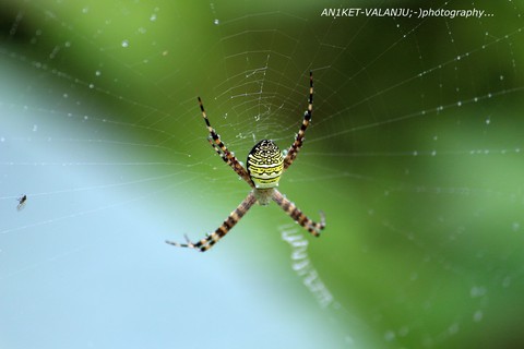 spider
