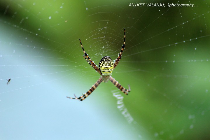 spider