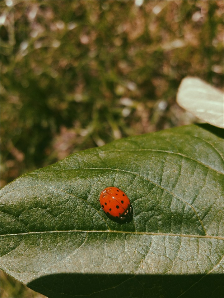 nature