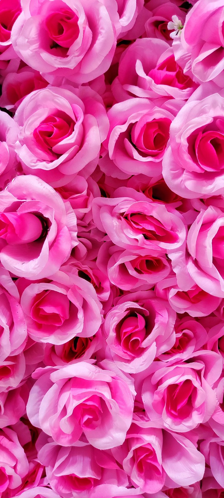 pink roses