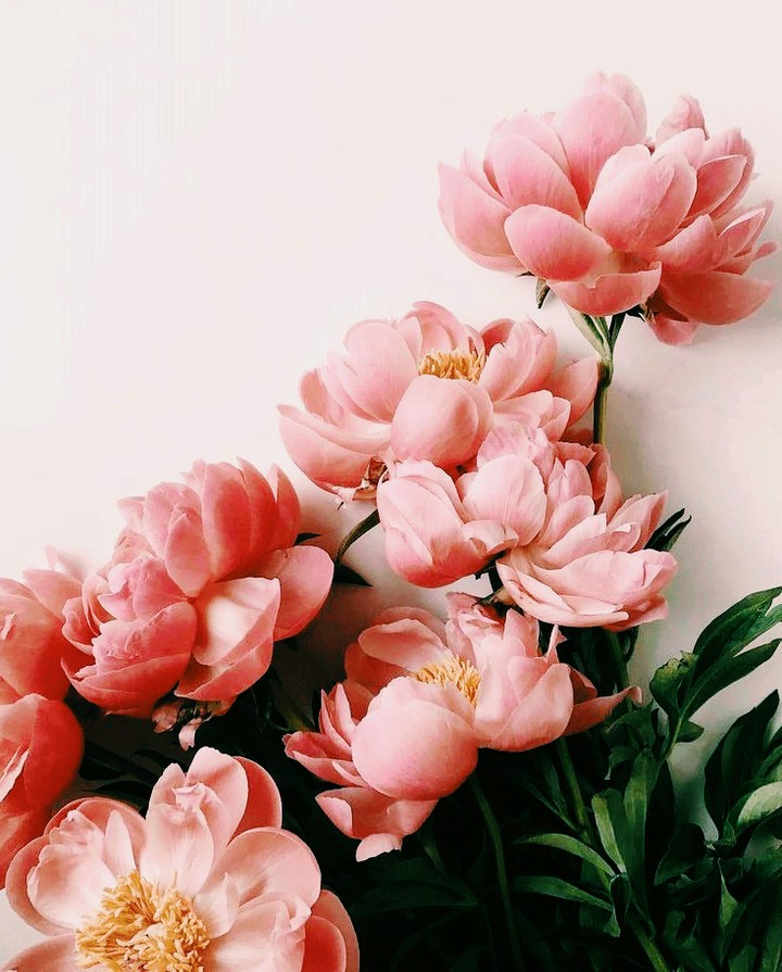 Pretty Flowers