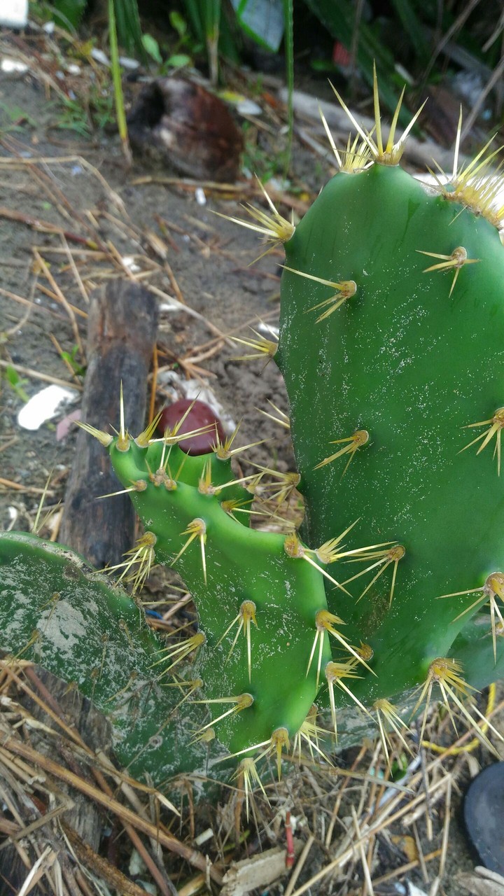cactus