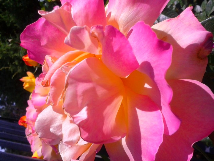 sweet rose
