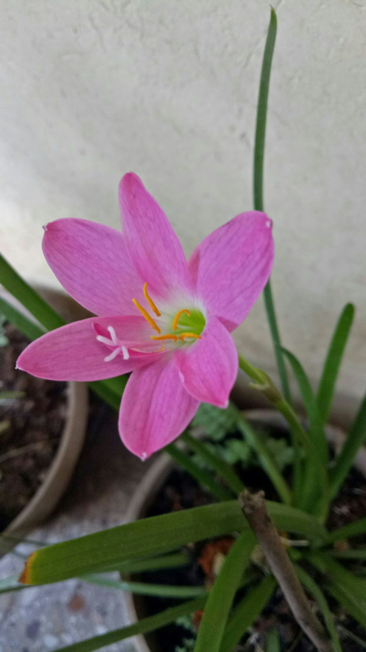 Lili Flower