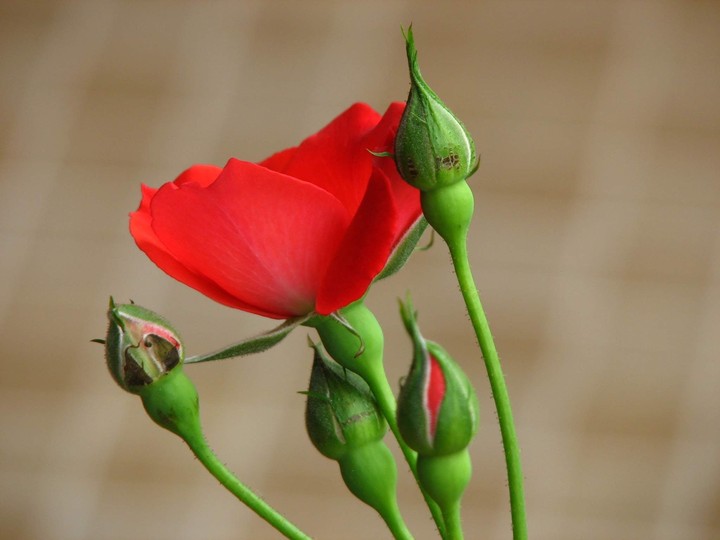 Beauty in Red.