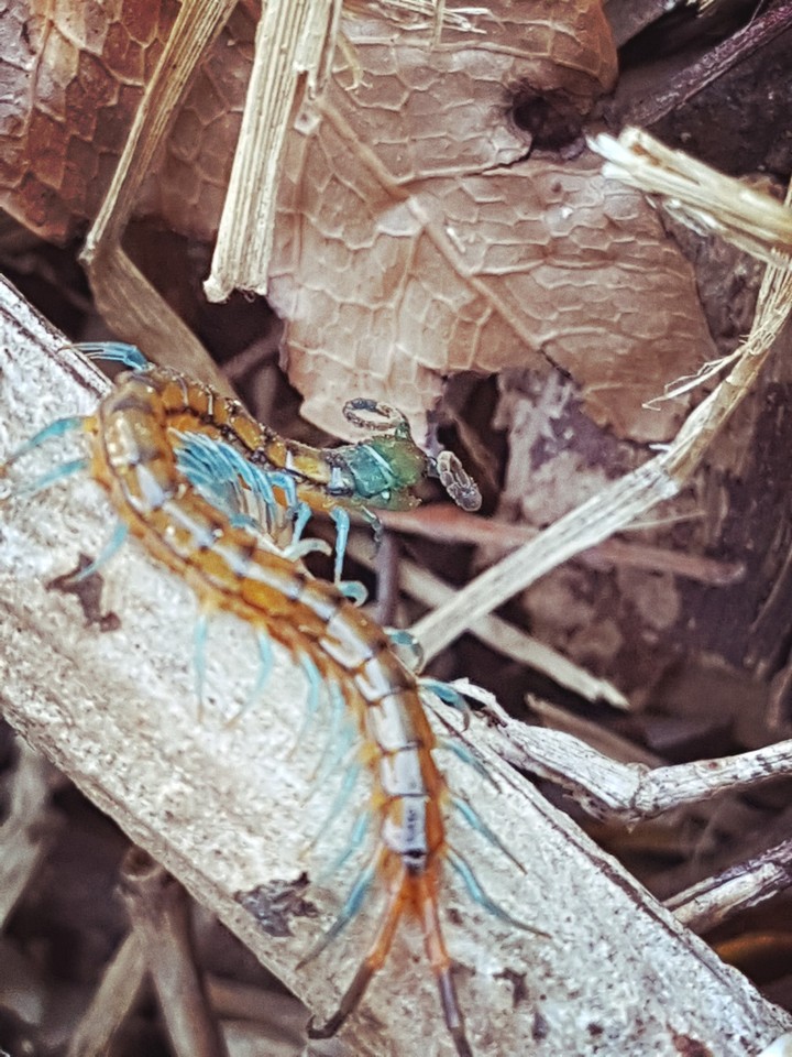 green centipede