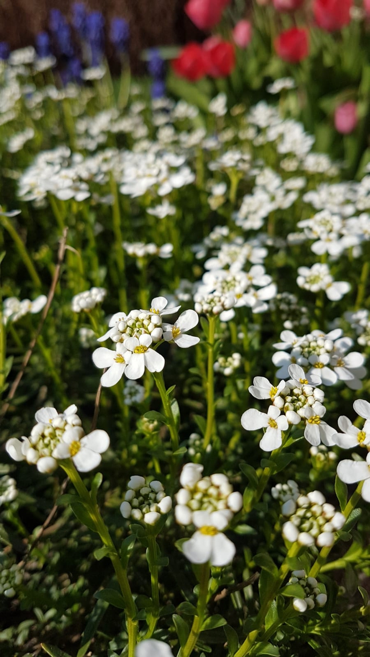 White flower