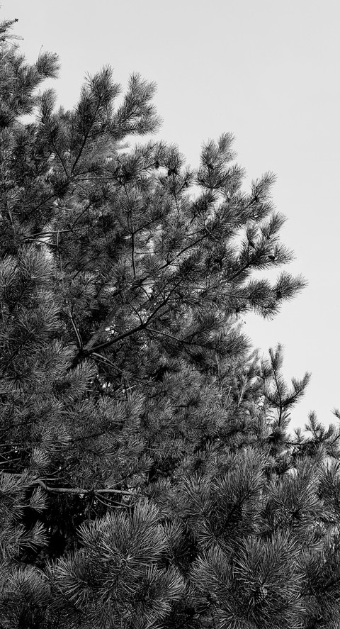 The Pine