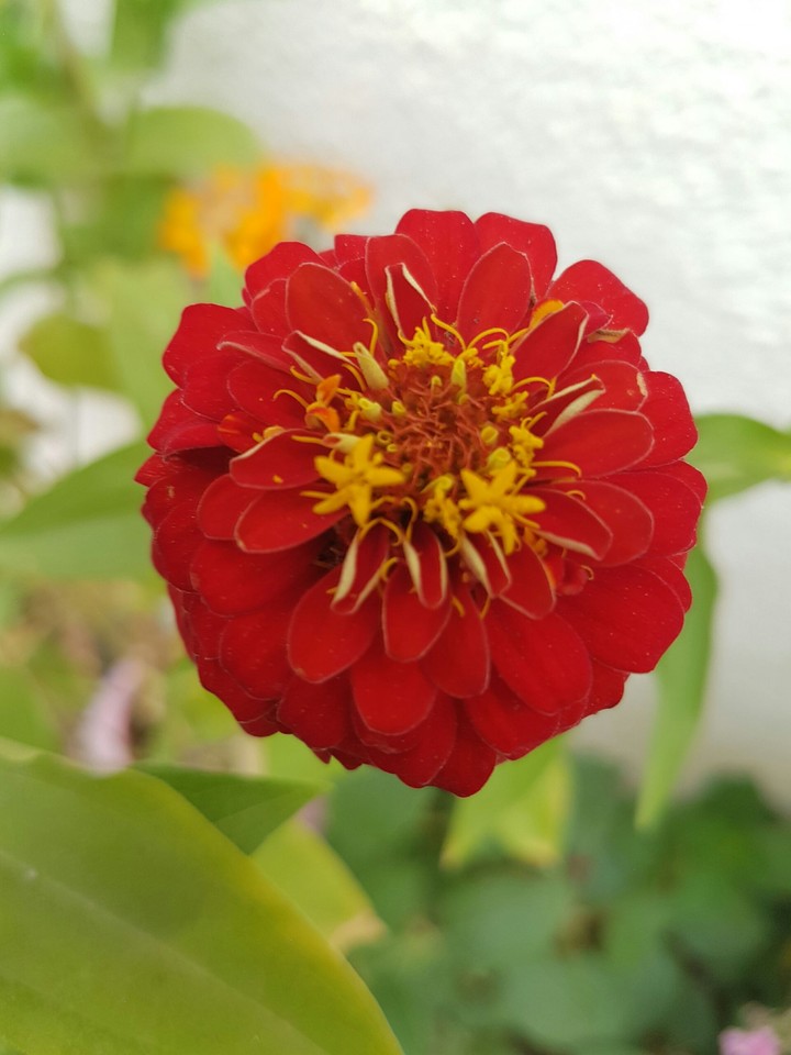 fleur