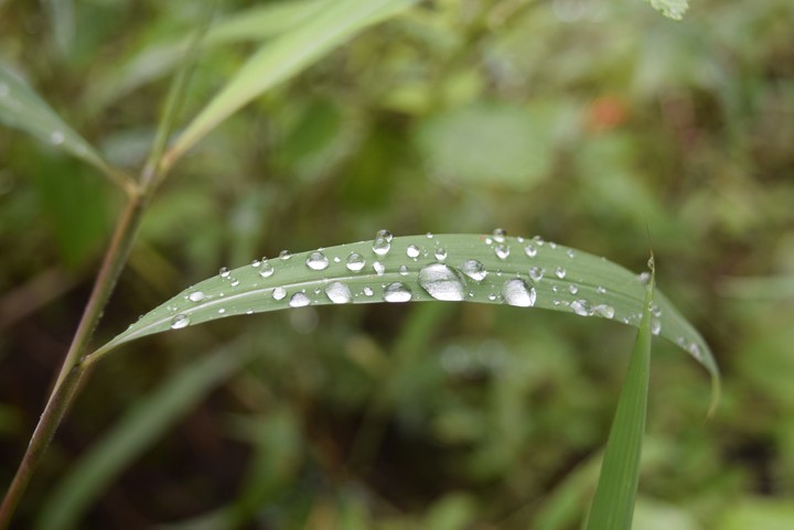 Water Drops..
