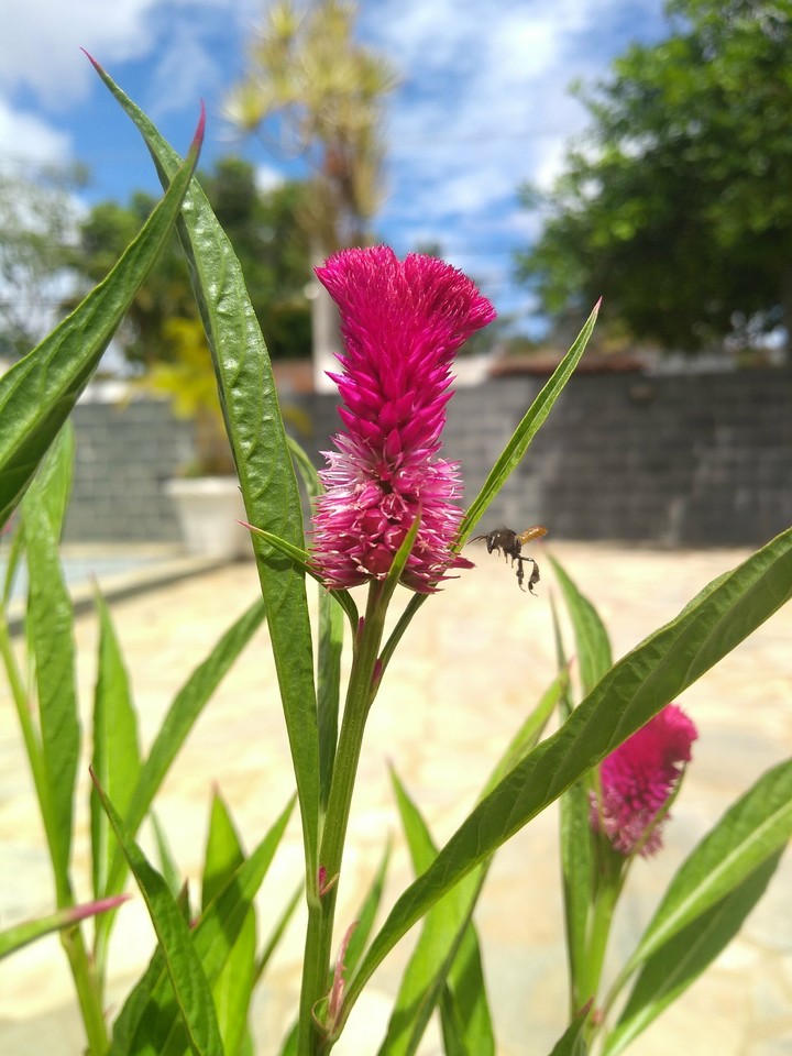 flowers