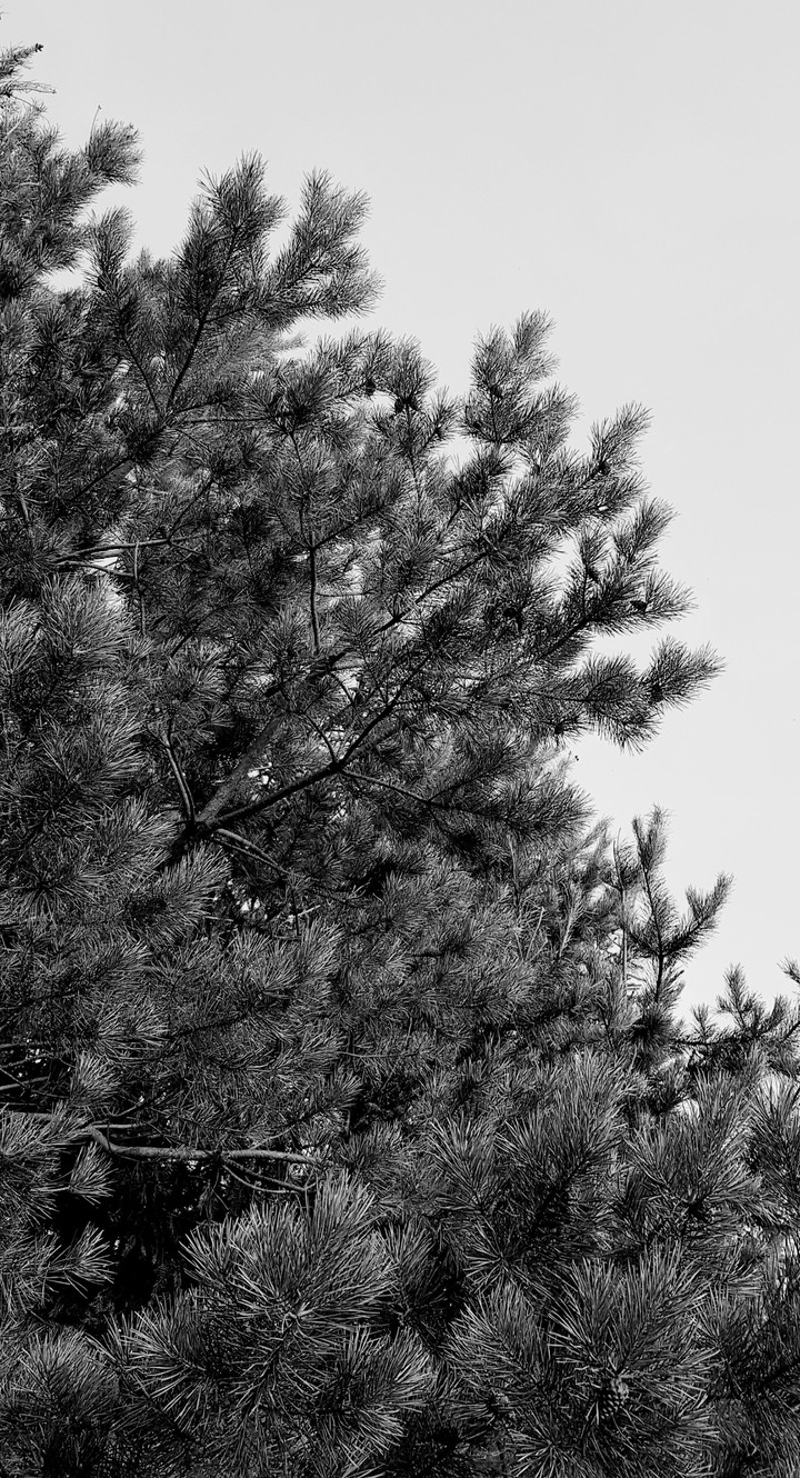 The Pine
