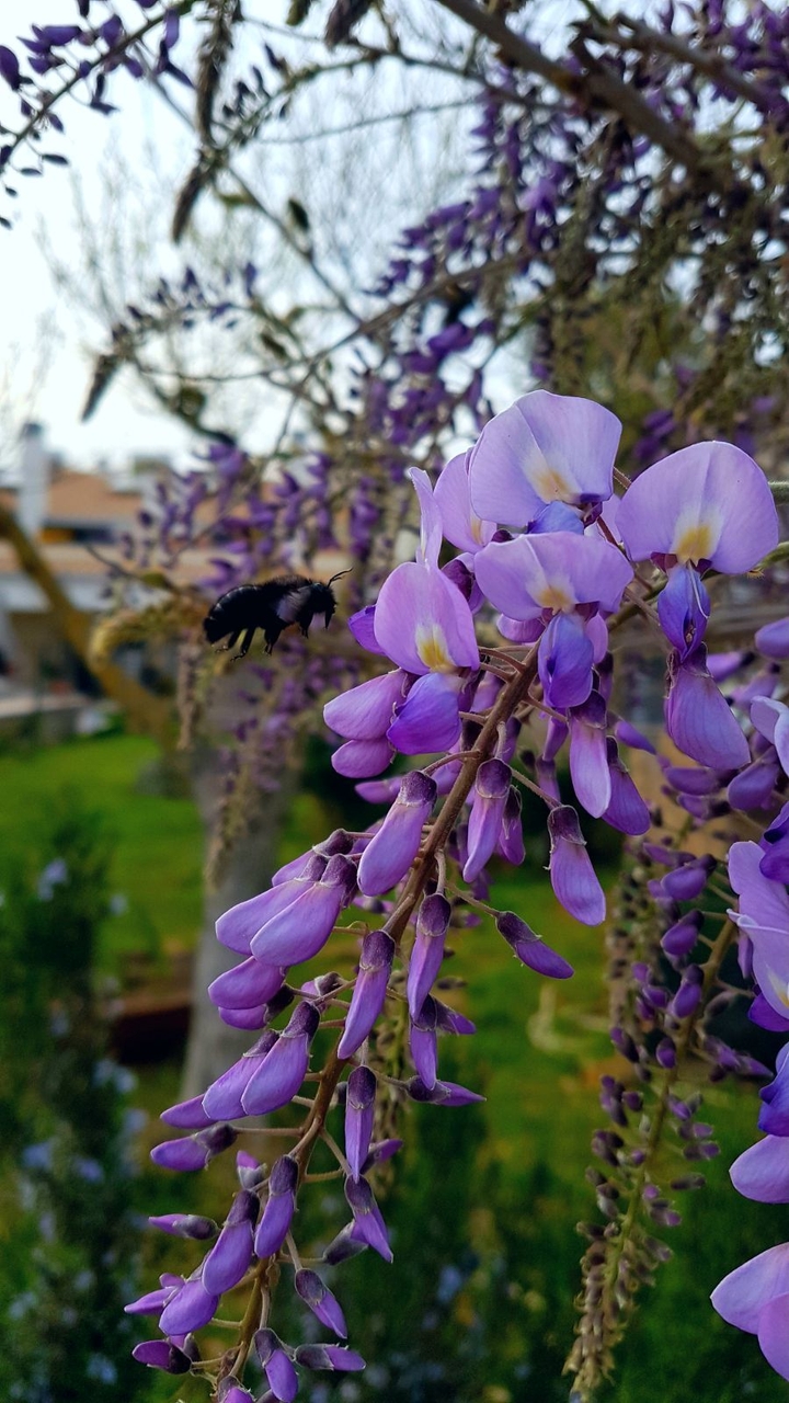 my garden