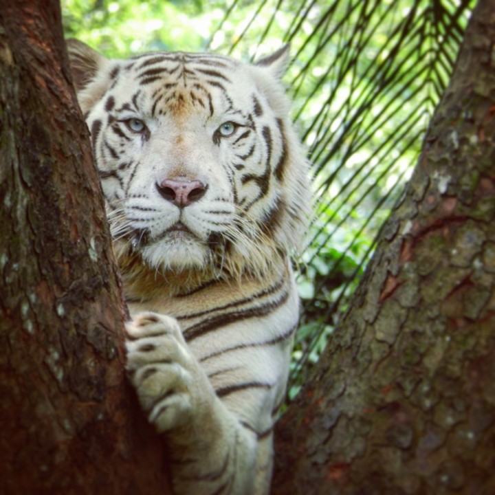 White Tiger