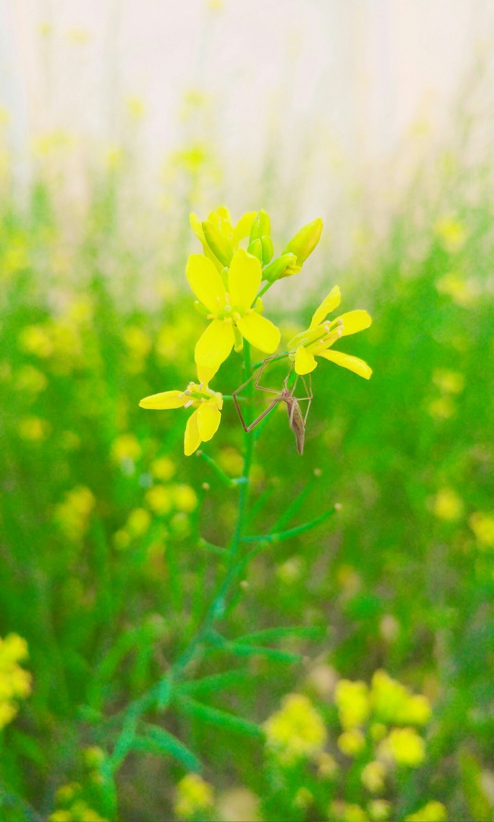 Mobile Photography