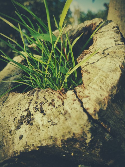 tree