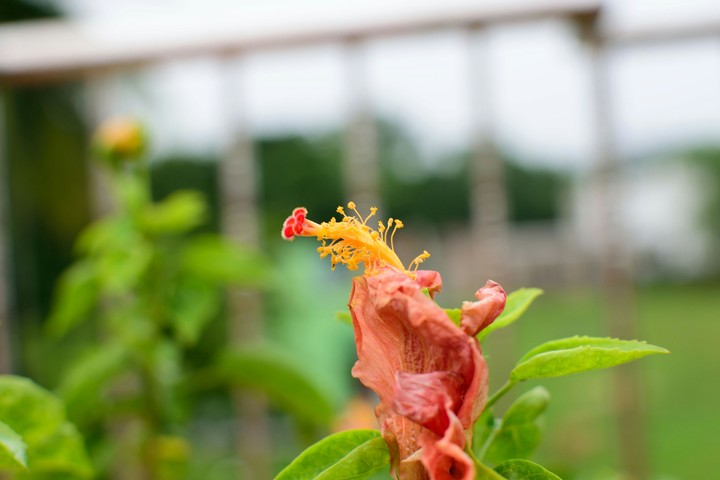 rain drenched flower