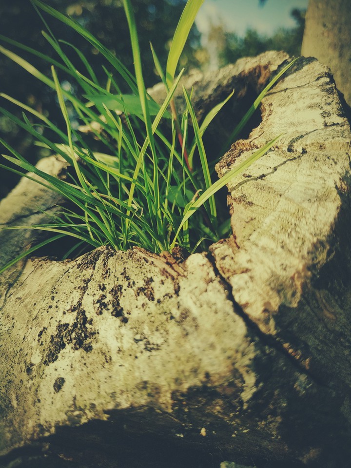 tree