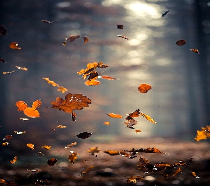 Leafs in water or air ?