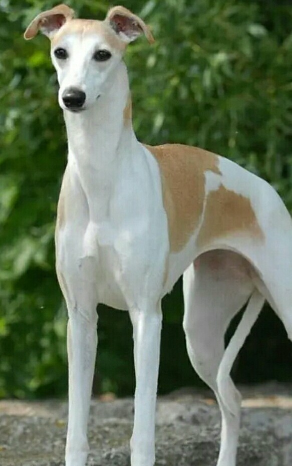 Милаша