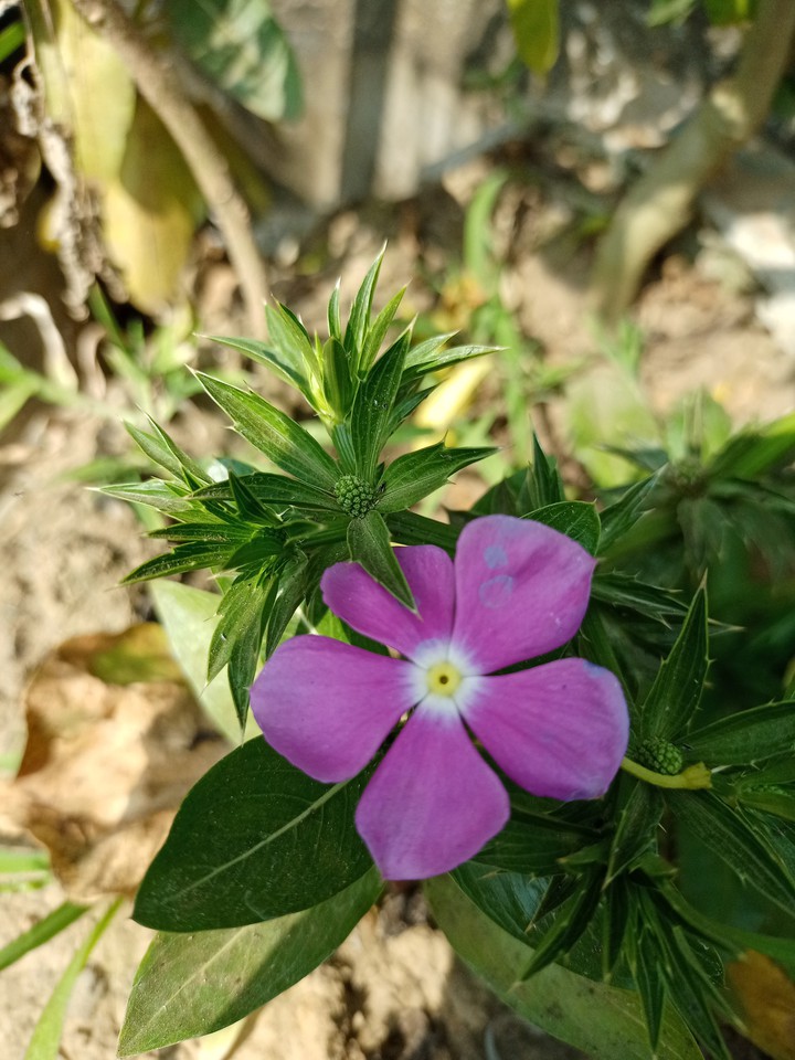 flower