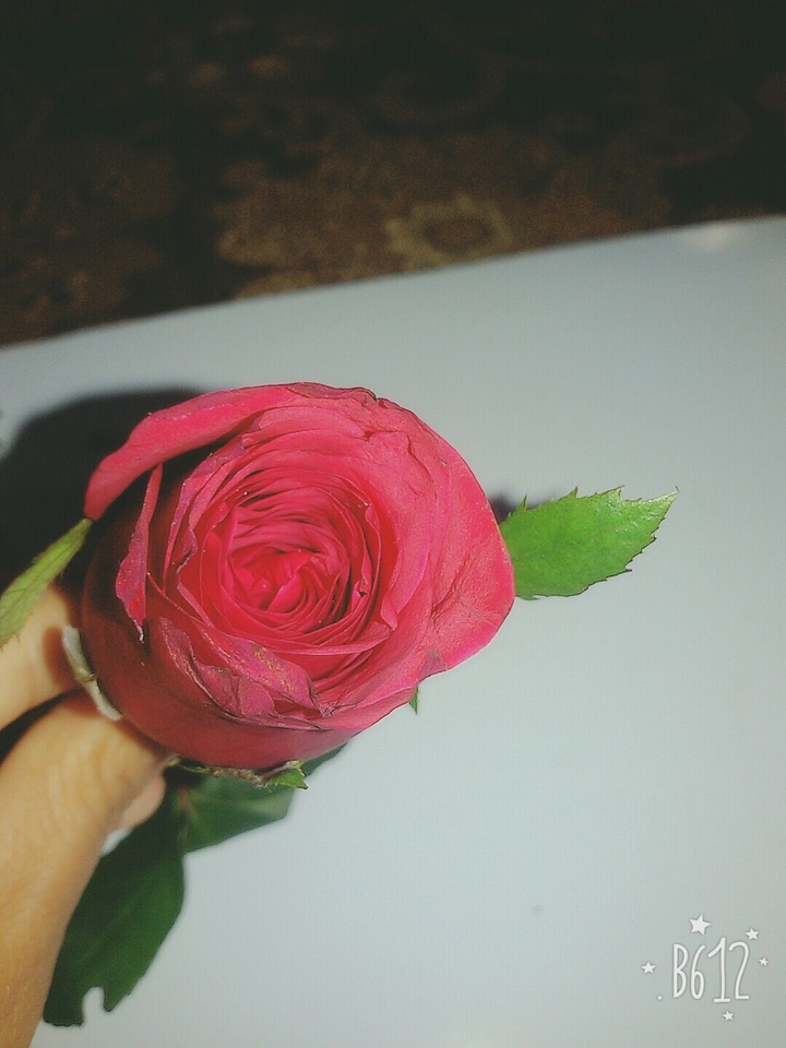 rose