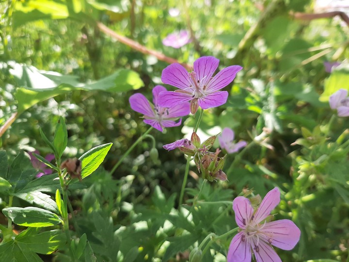 flowers
