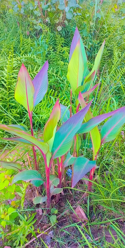 fondos de pantalla leaf, botany