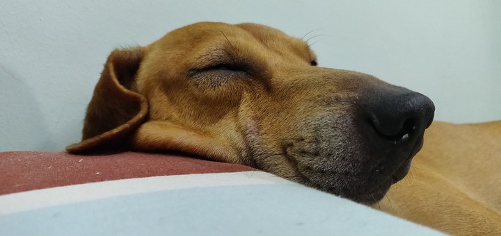so sleepy