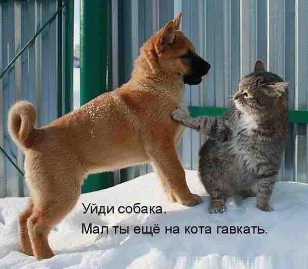 кокгда кот отвечает собаке маленькой