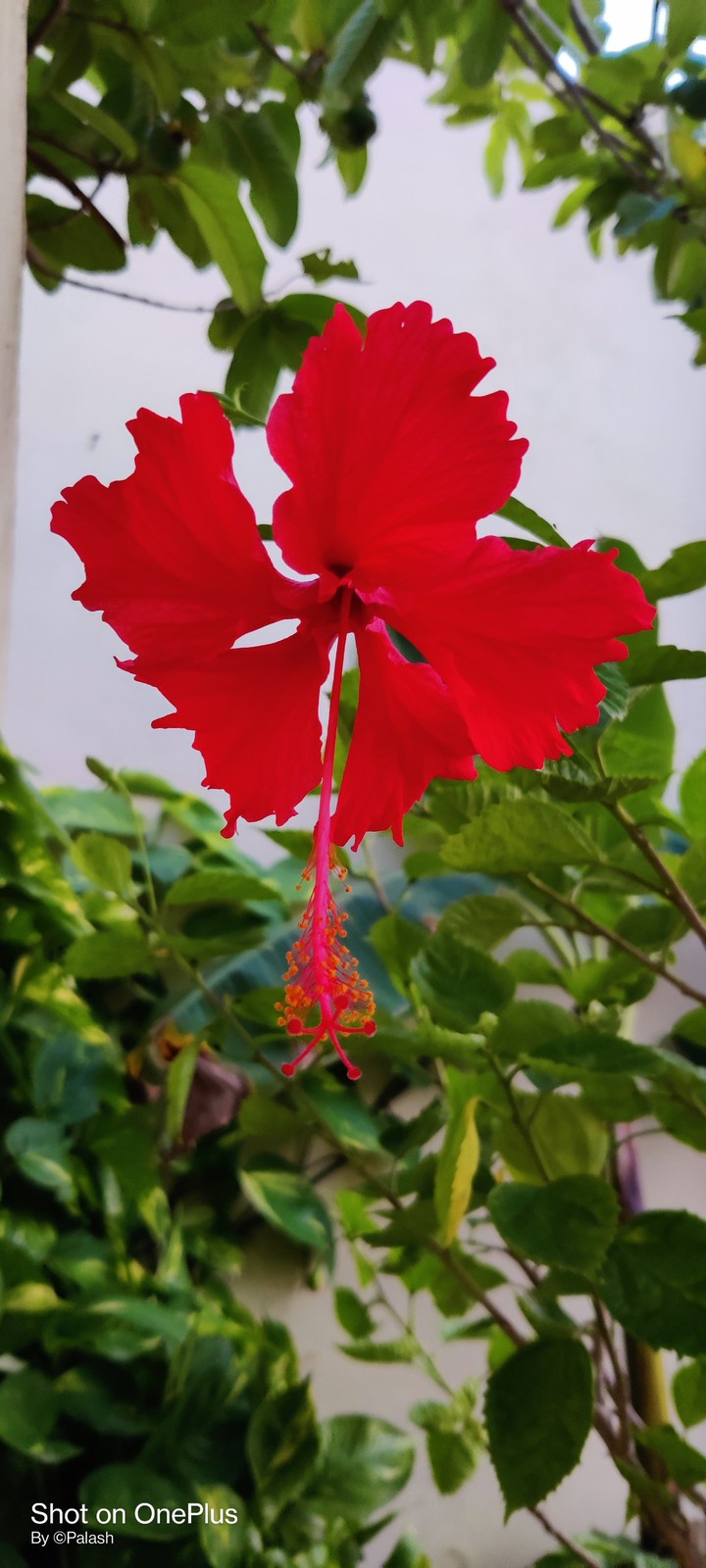 Red_Flower