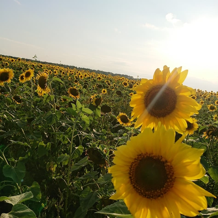 Sunflowers