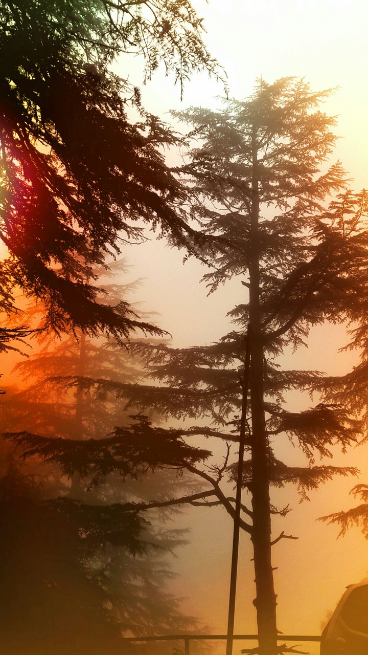 trees with colour glimpse