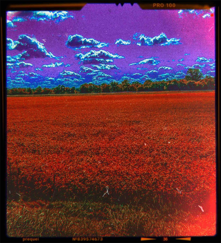 purple & blue daydream