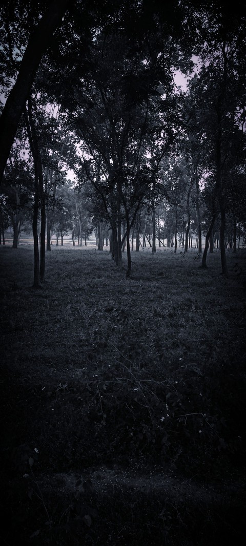 forest