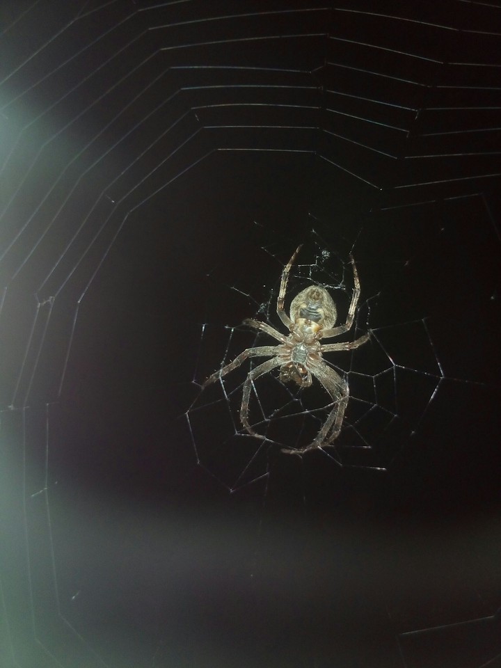 Spider