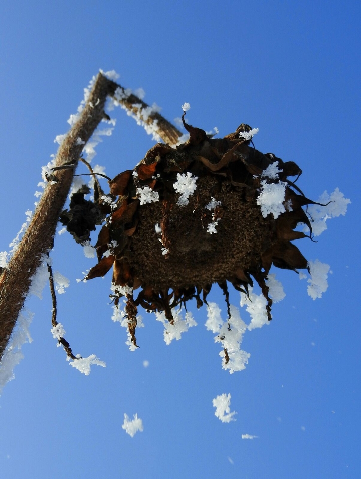 Faded Sunflower with Snowflakes on it.